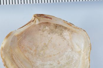 Media type: image; Malacology 119129